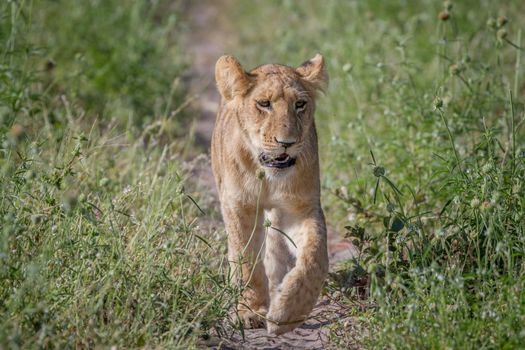 Lion walking towards the camera in the Chobe National Park, Botswana.