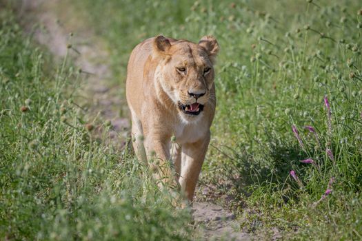 Lion walking towards the camera in the Chobe National Park, Botswana.