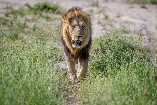 Big male Lion walking towards the camera in the Chobe National Park, Botswana.