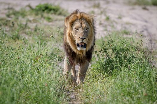 Big male Lion walking towards the camera in the Chobe National Park, Botswana.