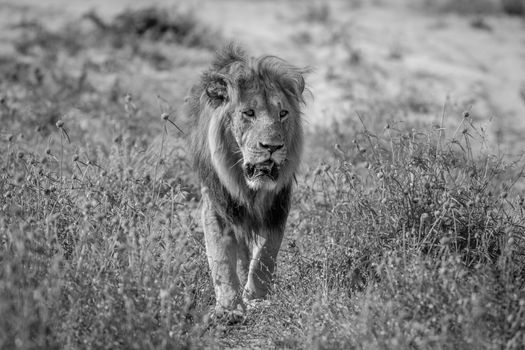 Big male Lion walking towards the camera in black and white in the Chobe National Park, Botswana.