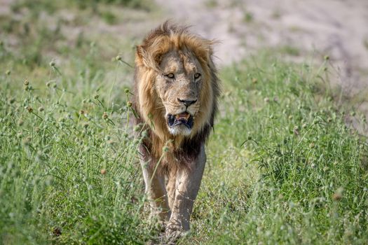 Big male Lion walking towards the camera in the Chobe National Park, Botswana.