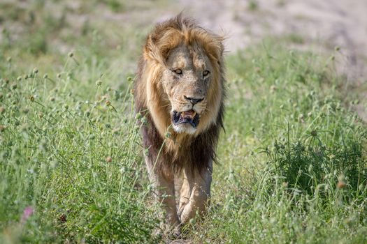 Big male Lion walking towards the camera in the Chobe National Park, Botswana.