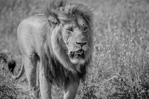 Big male Lion walking towards the camera in black and white in the Chobe National Park, Botswana.