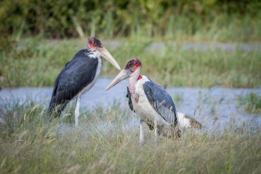 Marabou storks standing next to the water in the Chobe National Park, Botswana.