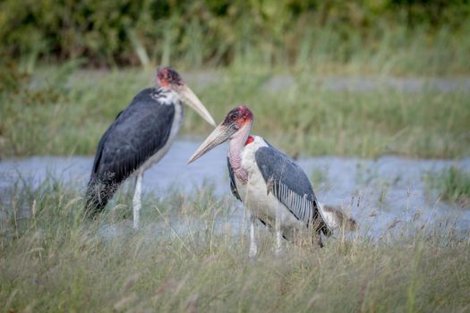Marabou storks standing next to the water in the Chobe National Park, Botswana.