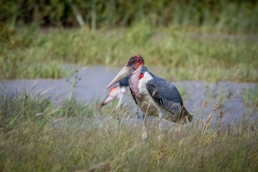 Marabou stork standing next to the water in the Chobe National Park, Botswana.