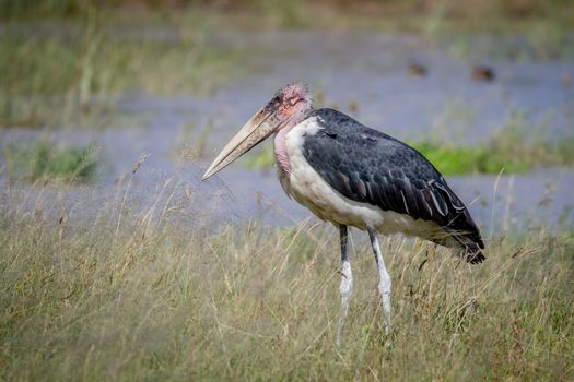 Marabou stork standing next to the water in the Chobe National Park, Botswana.