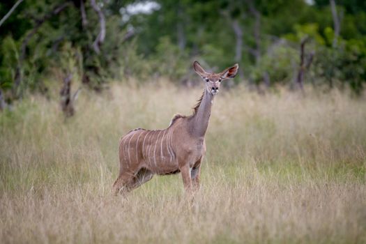 Female Kudu standing in the grass and being curious in the Hwange National Park, Zimbabwe.