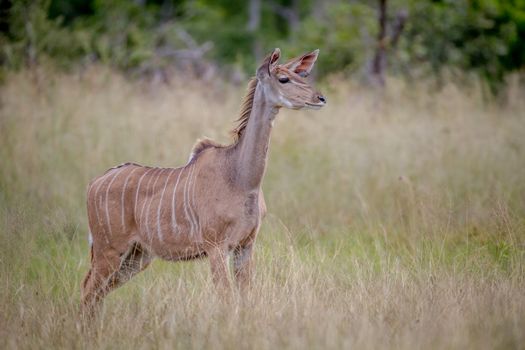 Female Kudu standing in the grass and being curious in the Hwange National Park, Zimbabwe.