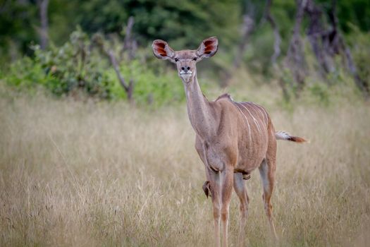 Female Kudu standing in the grass and being curious in the Hwange National Park, Zimbabwe.