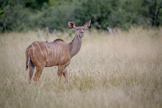 Female Kudu standing in the grass and being curious in the Hwange National Park, Zimbabwe.