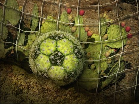 Photo-illustration of a cactus soccer ball and a desert landscape.