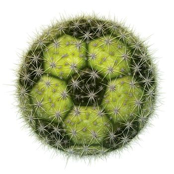 Digital illustration of a soccer ball with a cactus texture.