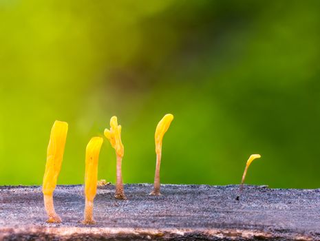 Dacryopinax spathularia,an edible jelly fungus,grows on rotting wood with defocus of green moss background