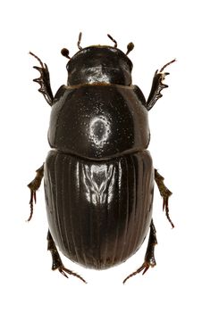 Dung Beetle Aphodius on white Background  -  Aphodius (Teuchestes) fossor (Linnaeus, 1758)
