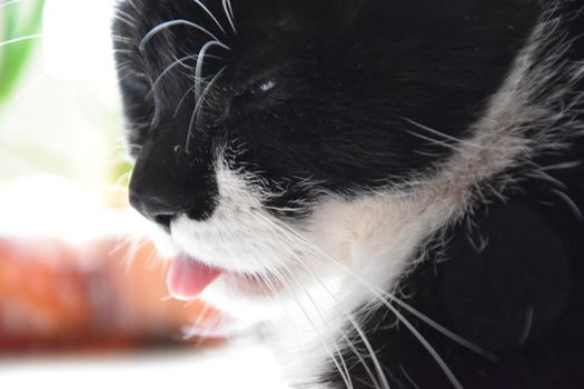 black and white cat closeup background, beautiful banner wallpaper design illustration 