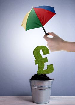 Pound sterling sign plant growing in a pot protected with an umbrella