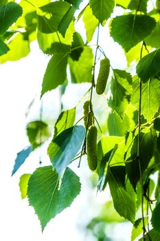 The green leaves of a birch lit with sunlight