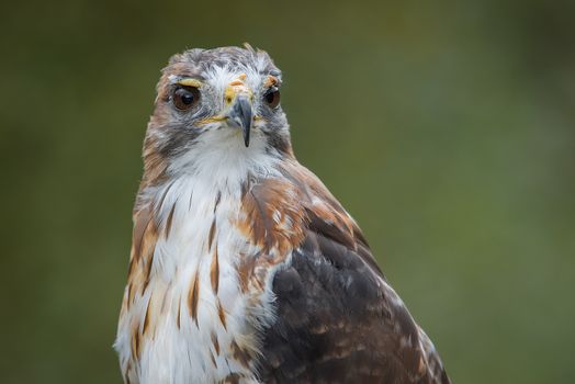 A very close half length portrait of a red tailed hawk staring inquisitively to the right against a natural plain green background