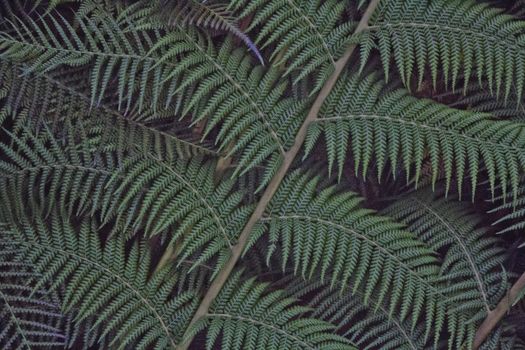 green and brown fern leaves texture
