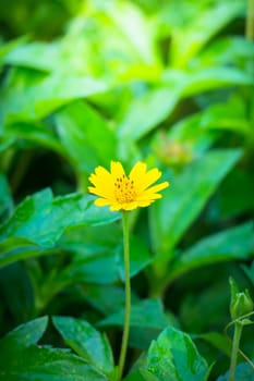 The background image of the colorful flowers, background nature