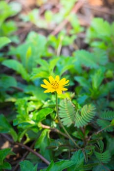 The background image of the colorful flowers, background nature