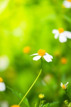 The background image of the colorful flowers, background nature