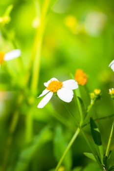 The background image of the colorful flowers, background nature