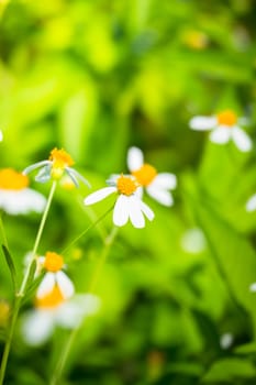 The background image of the colorful flowers, background nature