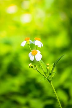 The background image of the colorful flowers, background nature