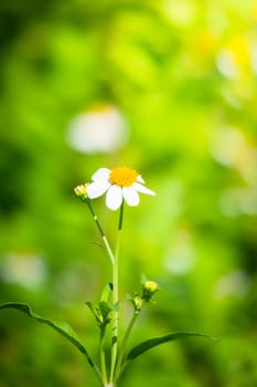 The background image of the colorful flowers, background nature