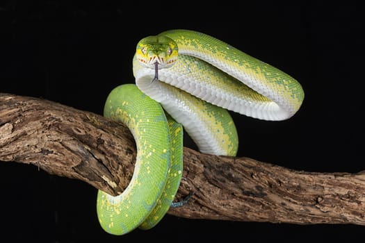 a green tree python wrapped around a branch with its tongue out about to strike against a black background