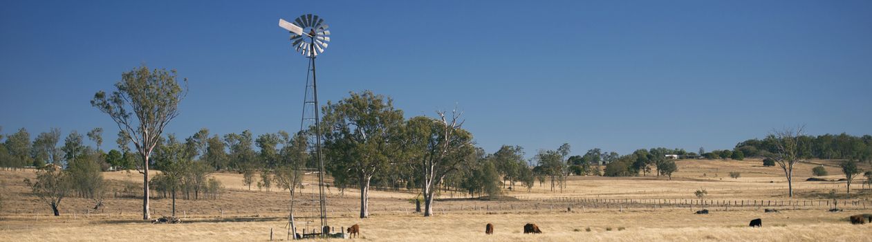 Cows and a windmill in a paddock in the countryside during the day in Queensland.