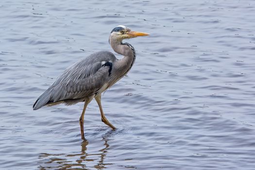 A grey heron standing in water looking alert facing right and trying to see a fish