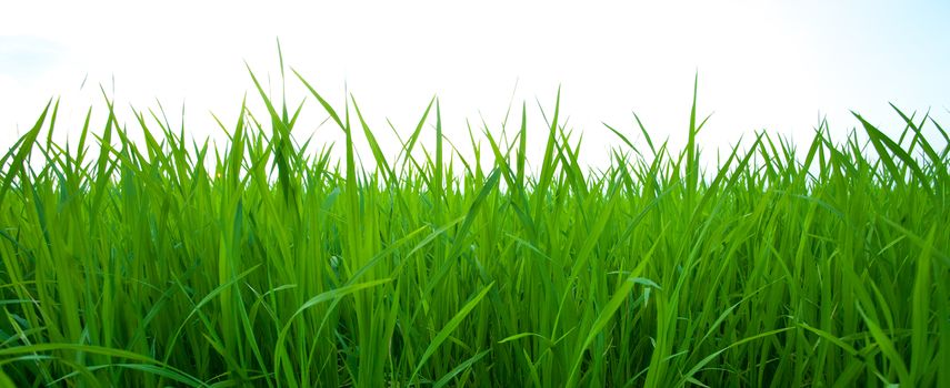 green grass isolated on white