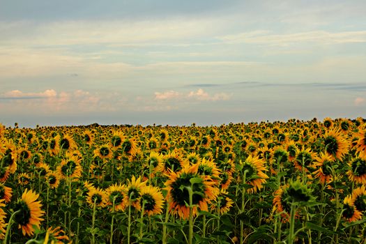 A large field with sunflower plants on a summer evening.