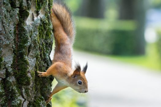 red squirrel on a branch in summer, Sciurus, park