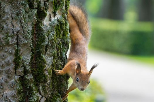 red squirrel on a branch in summer, Sciurus, park