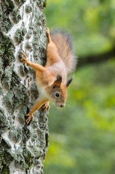 red squirrel on a branch in summer, Sciurus, park