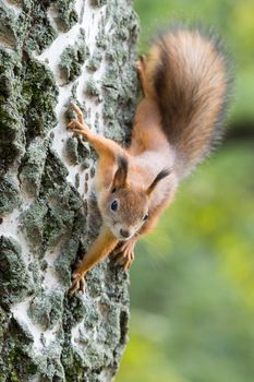 red squirrel on a branch in summer, Sciurus, park