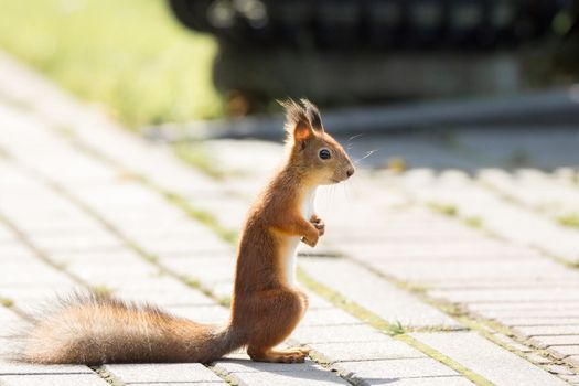 red squirrel on a branch in summer, Sciurus, park