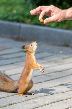 Squirrel asks for a nut on its hind legs