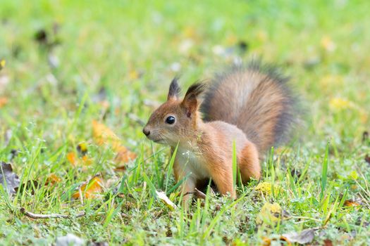 Squirrel sits on the grass next to the road with a nut, autumn