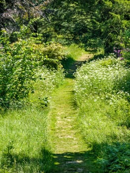 A path through the grass with trees either side