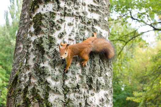 red squirrel on a branch in summer, Sciurus, park