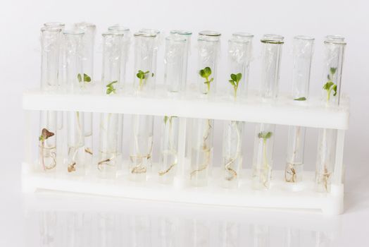 Green shoots of agricultural plants are grown in glass test tubes in a research lab