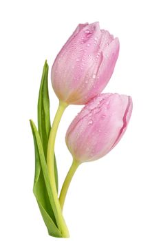 Two fresh pink tulips flowers covered with dew drops close-up isolated on white background