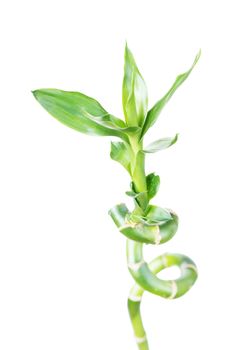 Single houseplant stem of Lucky Bamboo (Dracaena Sanderiana) with green leaves, twisted into a spiral shape, isolated on white background