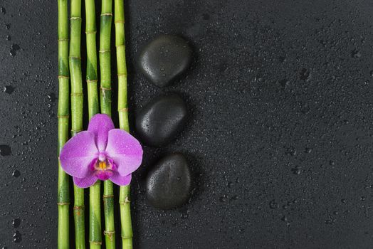 Spa concept with black basalt massage stones, pink orchid flower and a few stems of Lucky bamboo covered with water drops on a black background; with space for text